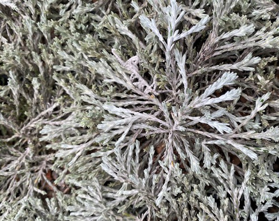 Helichrysum 'County Park Silver'